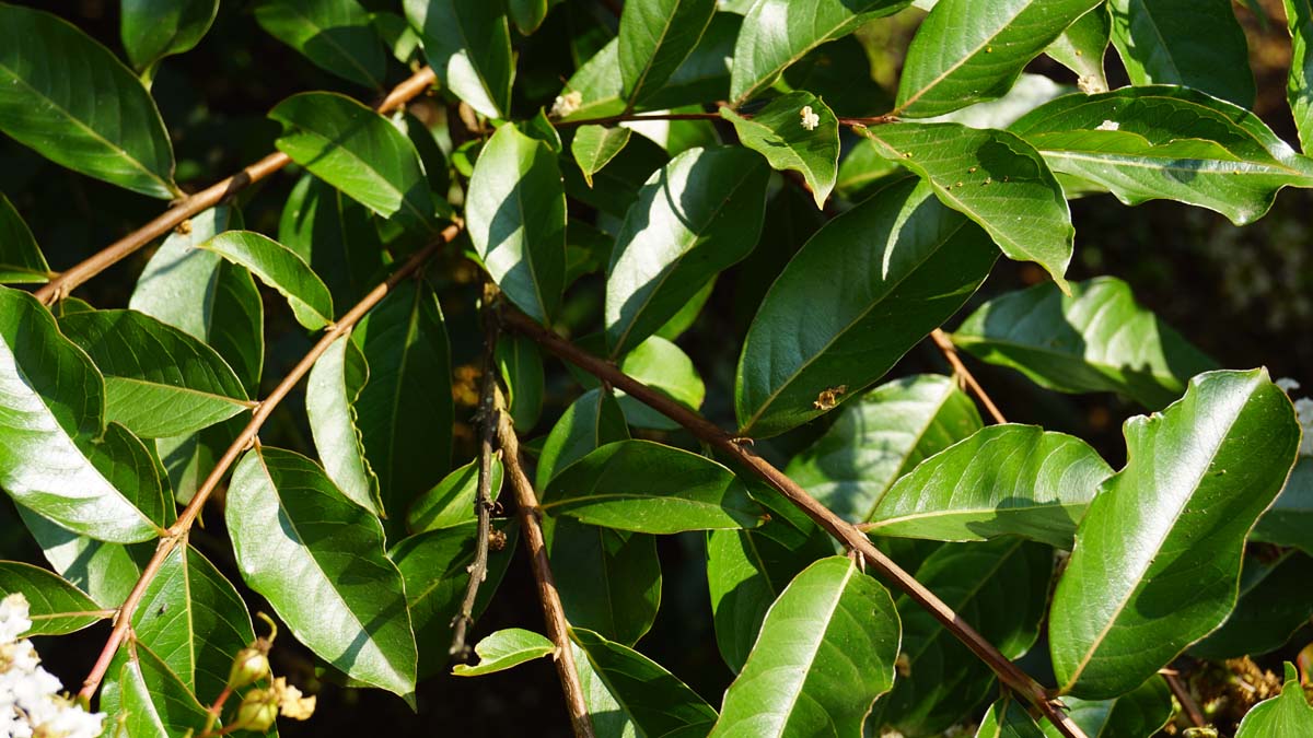 Lagerstroemia 'Natchez' Tuinplanten blad