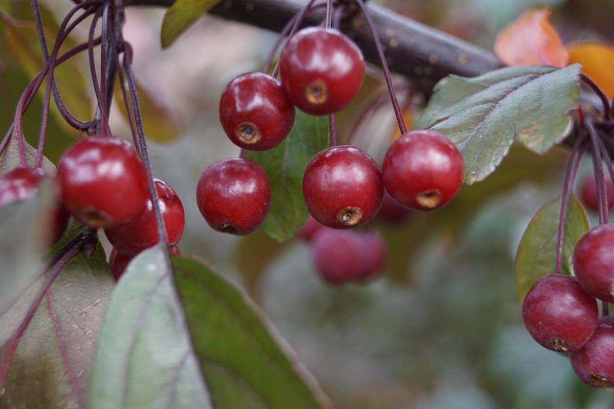 Malus toringo 'Freja' solitair sierappel