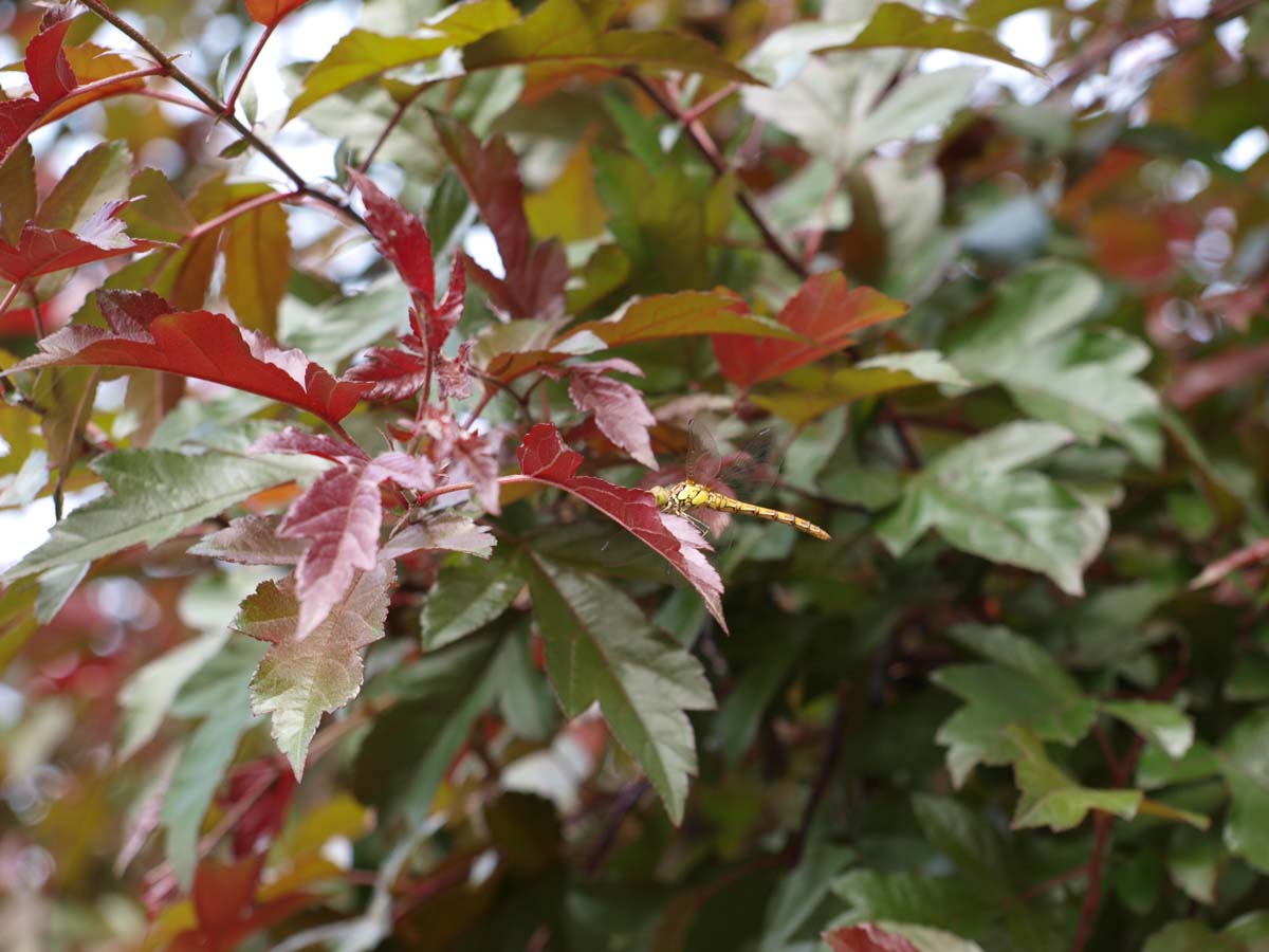 Malus toringo 'Freja' Tuinplanten biodiversiteit