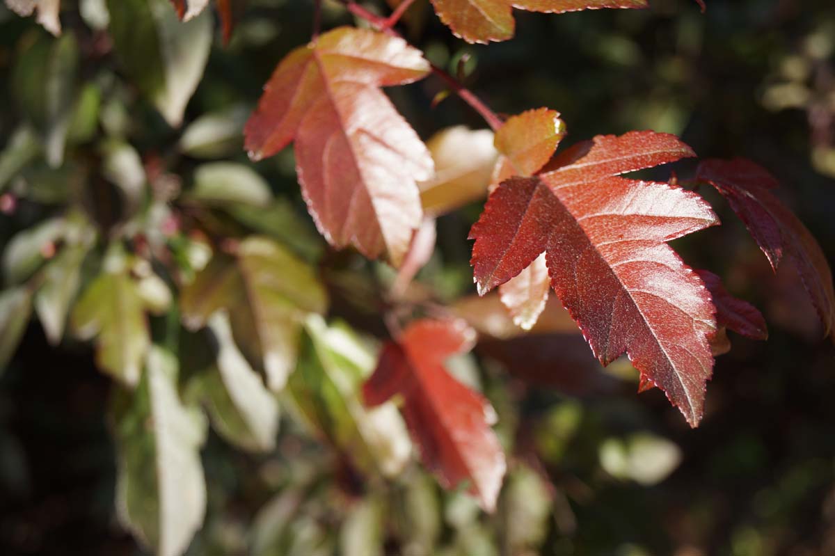 Malus toringo 'Scarlett' solitair