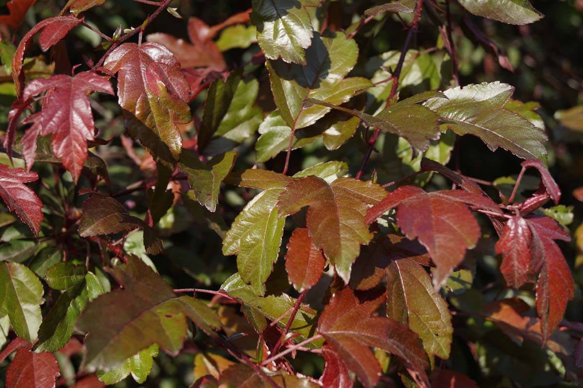 Malus toringo 'Scarlett' op stam