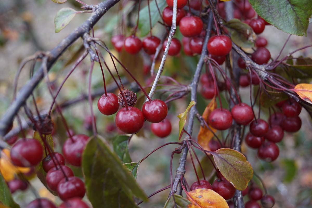 Malus toringo 'Scarlett' op stam