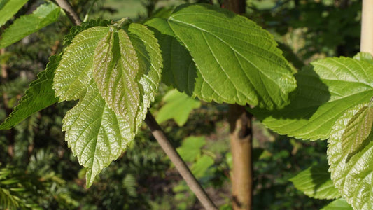 Morus nigra 'Wellington' Tuinplanten