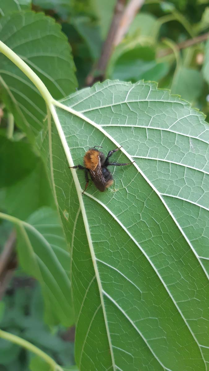 Morus nigra 'Wellington' Tuinplanten