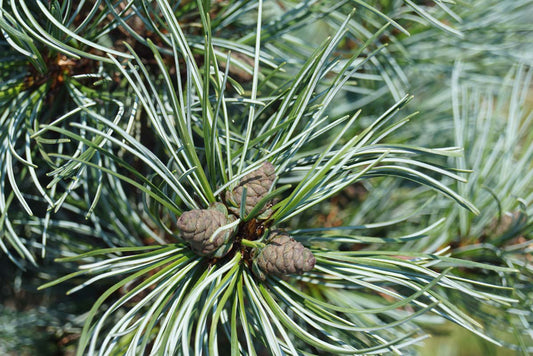 Pinus parviflora 'Blauer Engel' Tuinplanten kegel