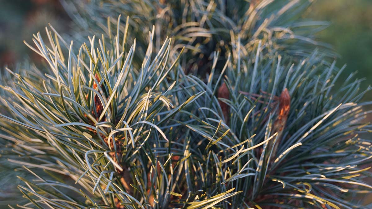 Pinus parviflora 'Blauer Engel' naald