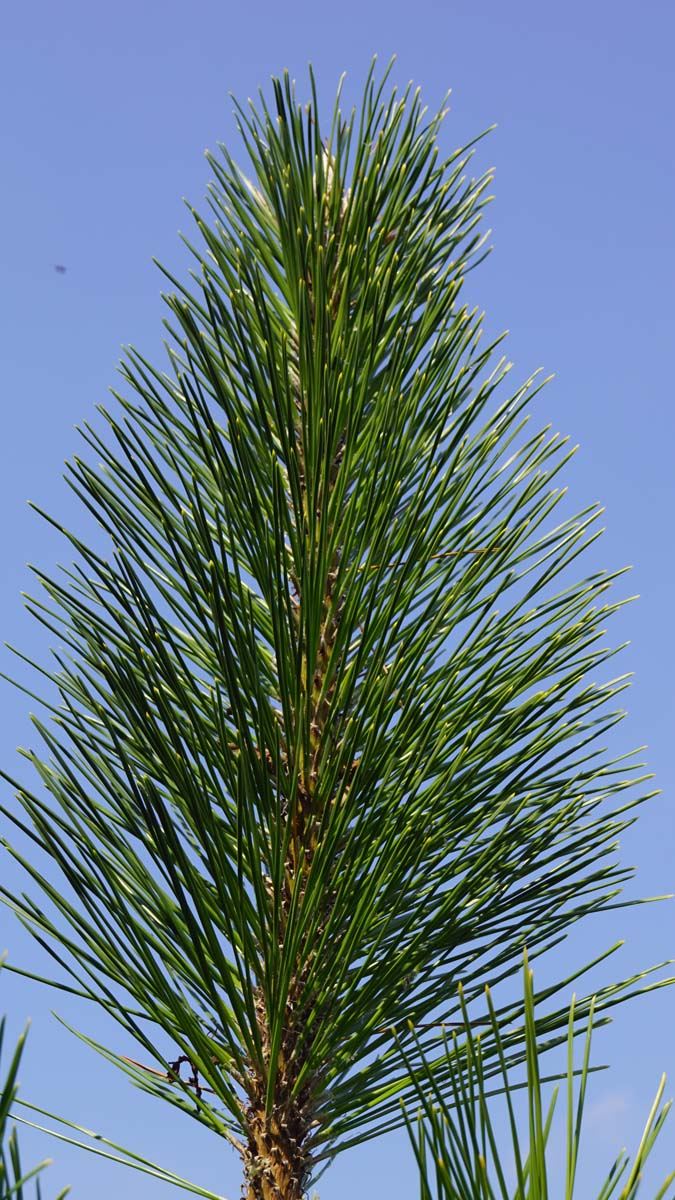 Pinus thunbergii 'Ogon' naald