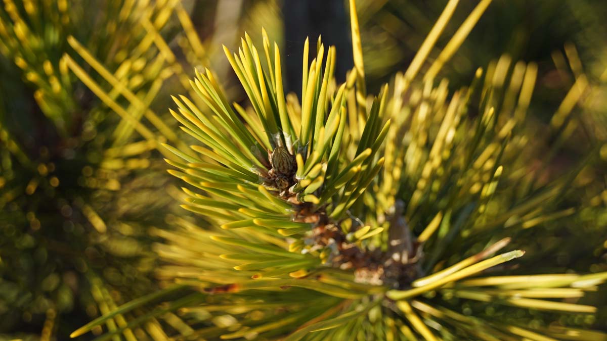 Pinus thunbergii 'Ogon' naald