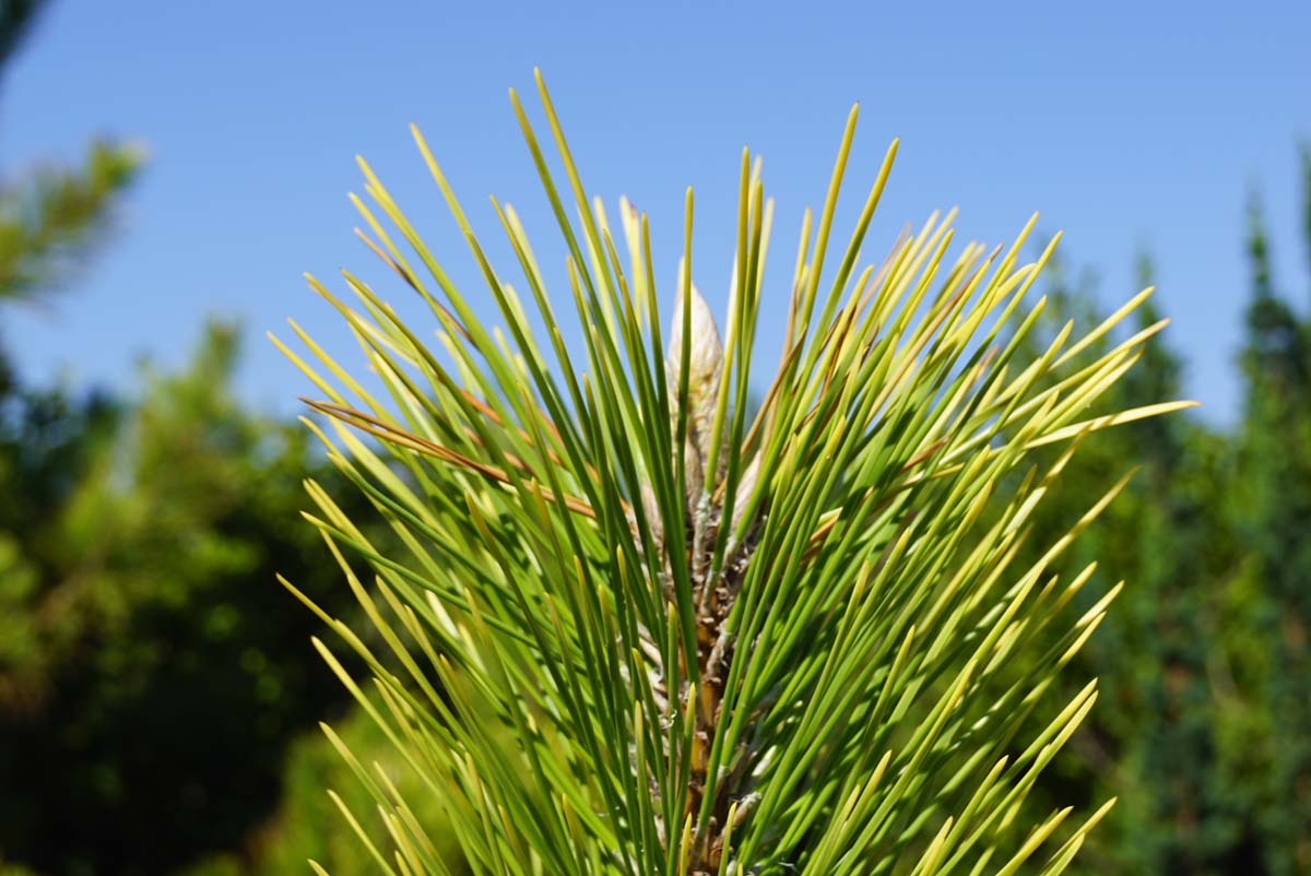 Pinus thunbergii 'Ogon' Tuinplanten naald