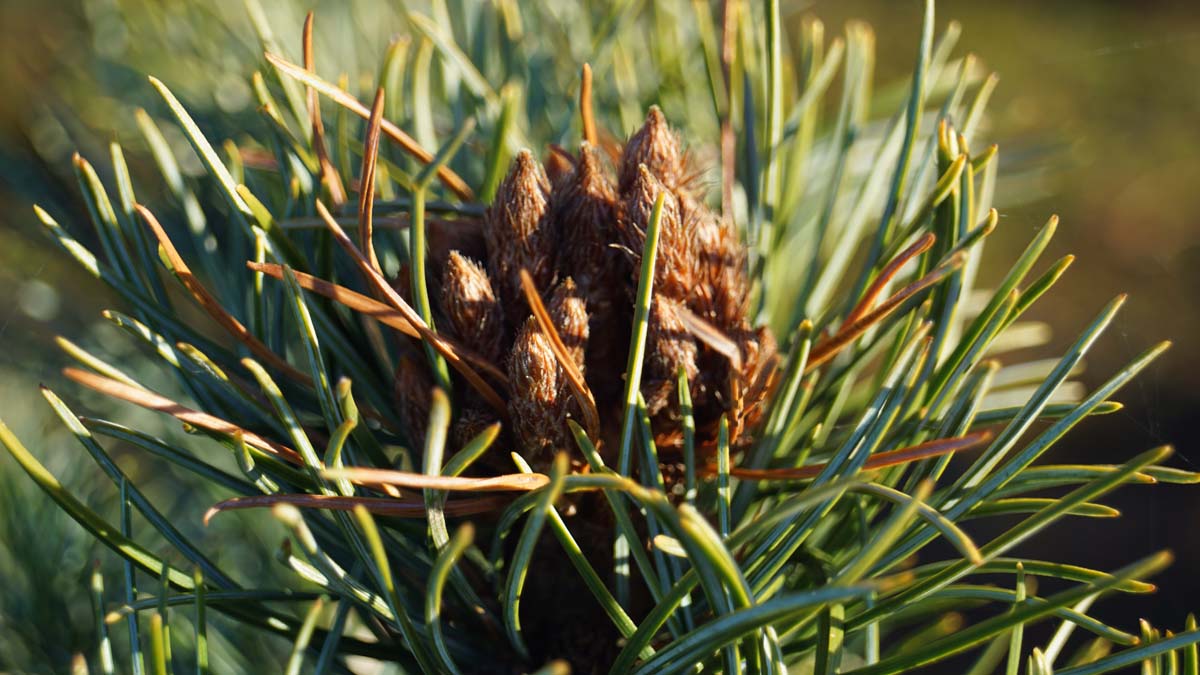 Pinus parviflora 'Schoon's Bonsai' Tuinplanten