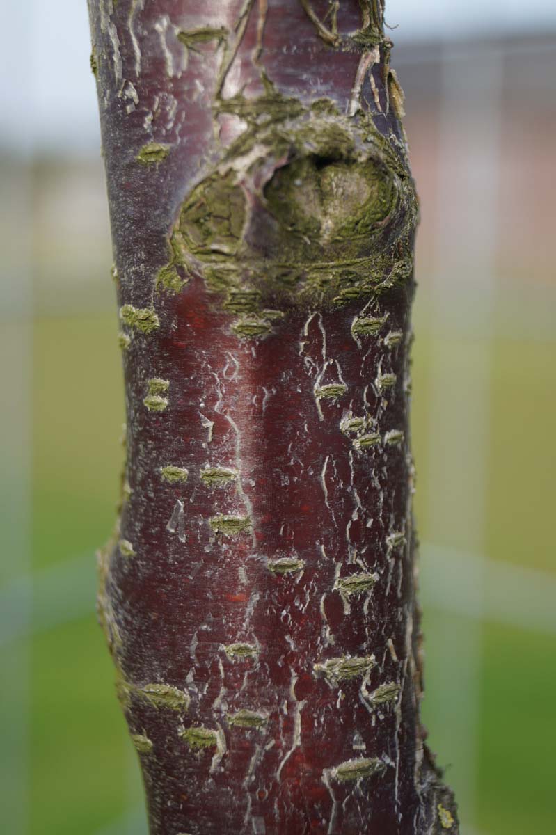 Prunus cerasus 'Kelleris 16' op stam