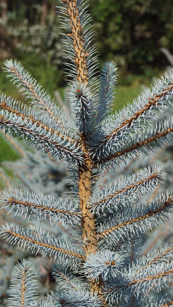 Picea pungens 'Blue Diamond' Tuinplanten