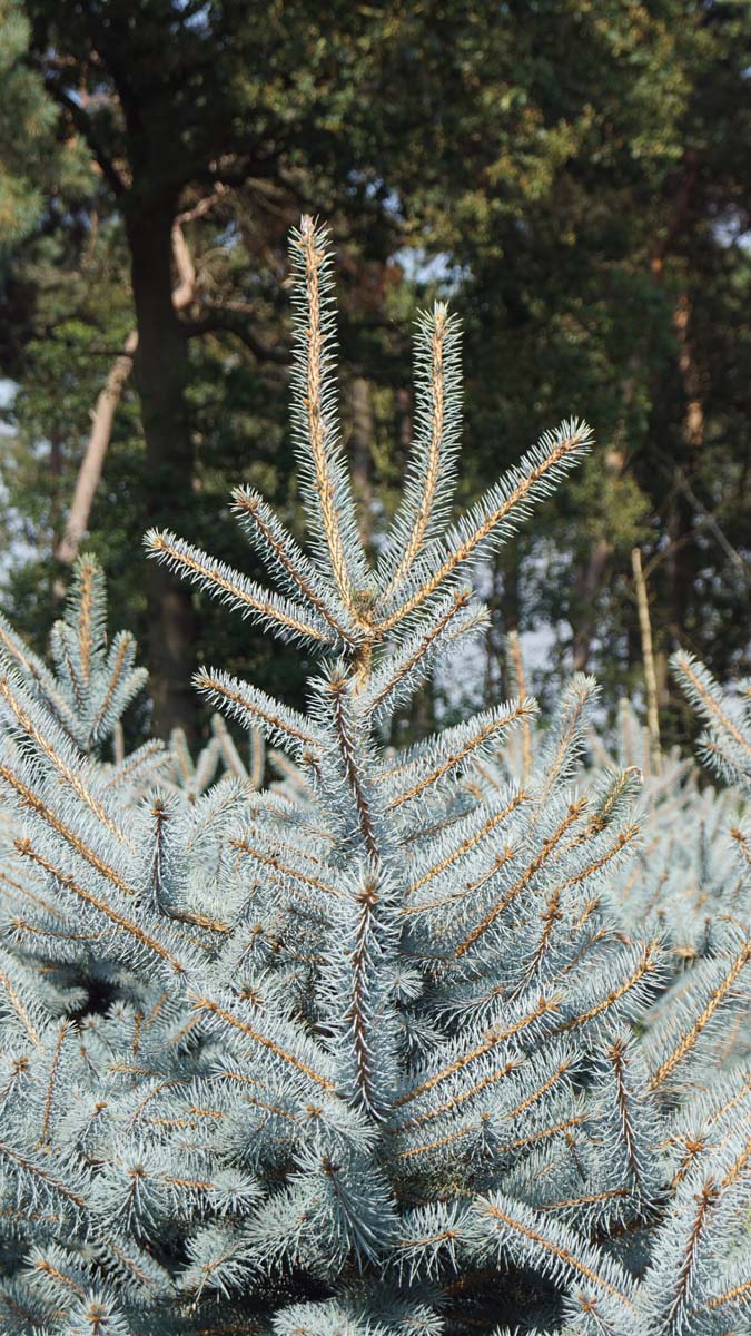 Picea pungens 'Blue Diamond' Tuinplanten stam