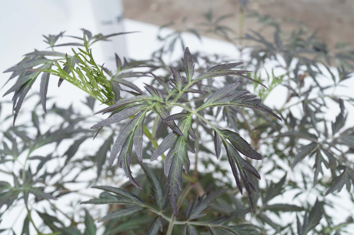 Sambucus nigra 'Eva' Tuinplanten blad