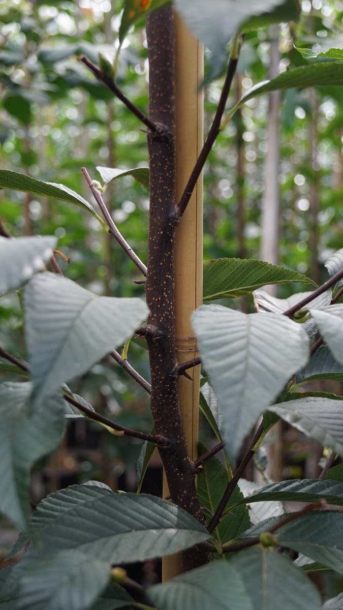 Sorbus caloneura haagplant blad