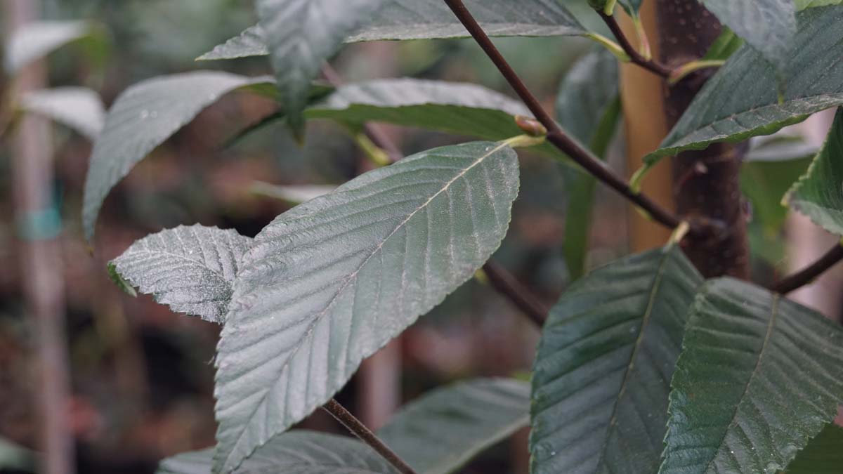 Sorbus caloneura Tuinplanten blad