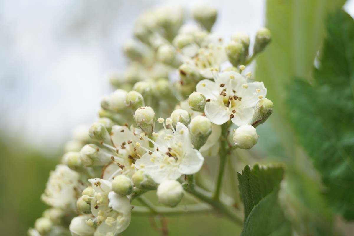 Sorbus incana Tuinplanten