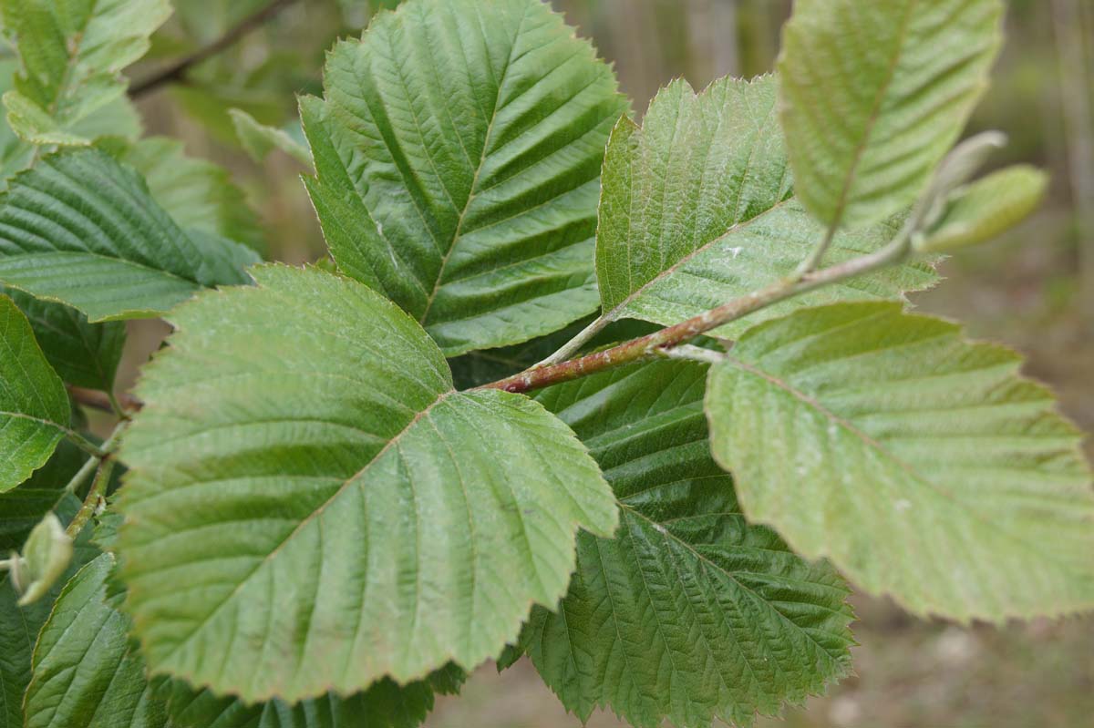 Sorbus incana Tuinplanten