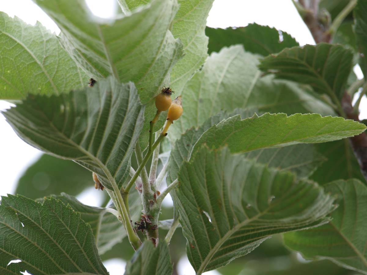 Sorbus incana Tuinplanten