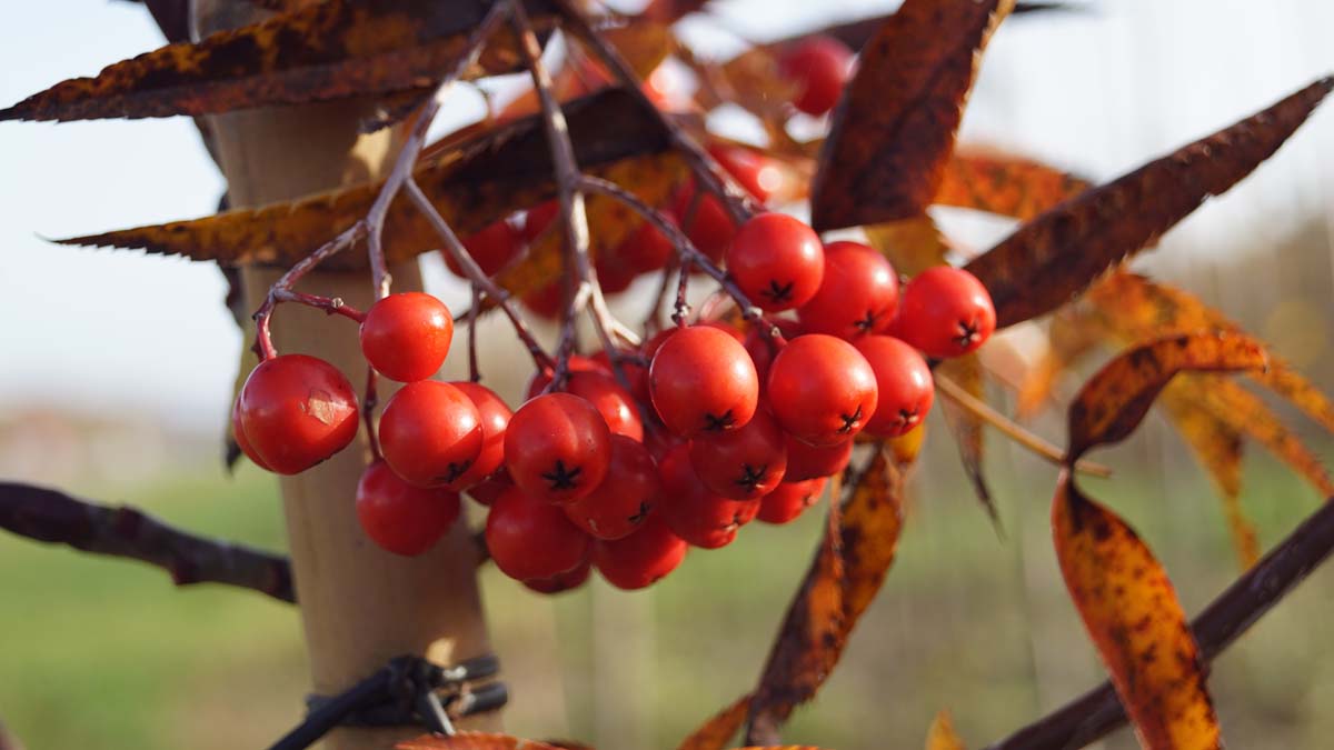 Sorbus randaiensis op stam