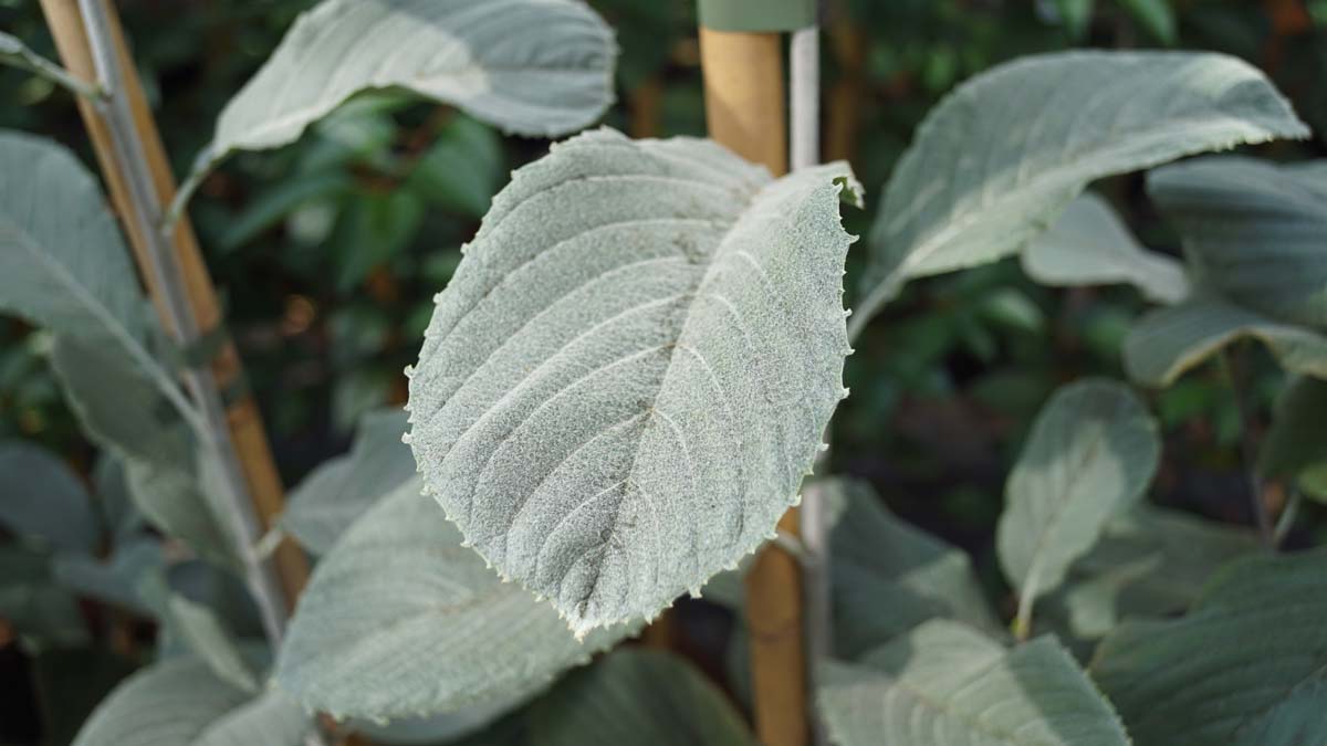 Sorbus wardii Tuinplanten blad