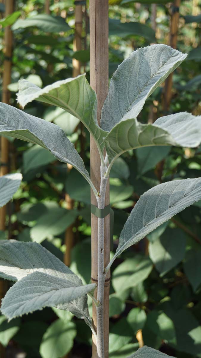 Sorbus wardii Tuinplanten blad