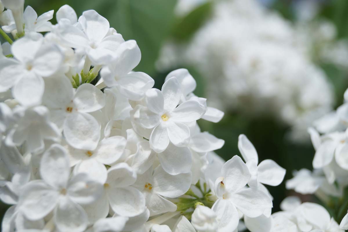 Syringa oblata 'Betsy Ross' meerstammig / struik