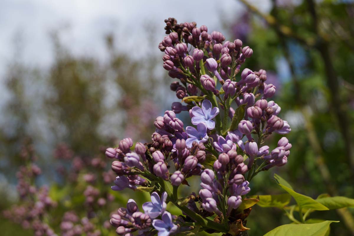 Syringa vulgaris 'Dwight D. Eisenhower' meerstammig / struik