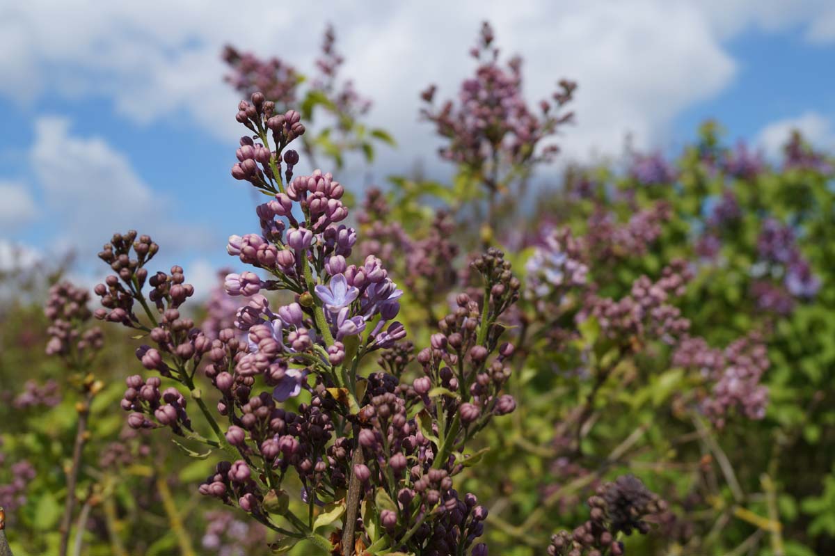 Syringa vulgaris 'Dwight D. Eisenhower' meerstammig / struik