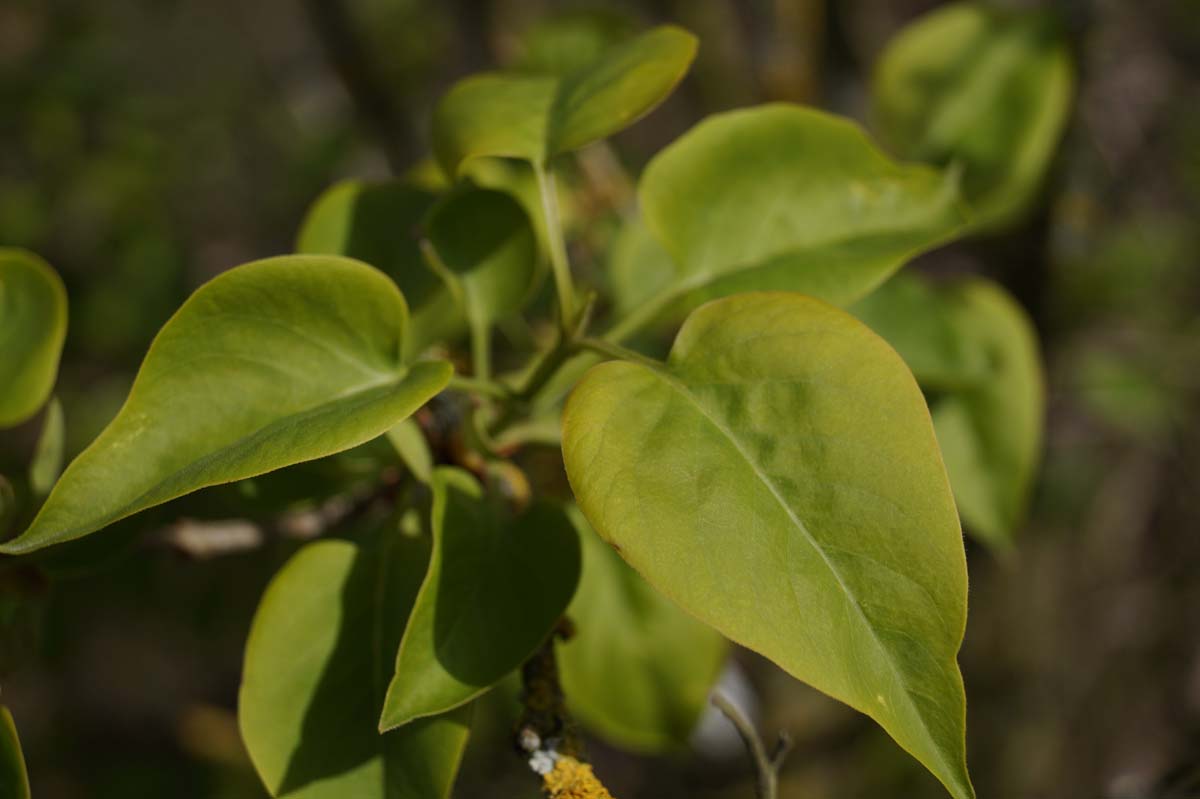 Syringa vulgaris 'Dwight D. Eisenhower' meerstammig / struik