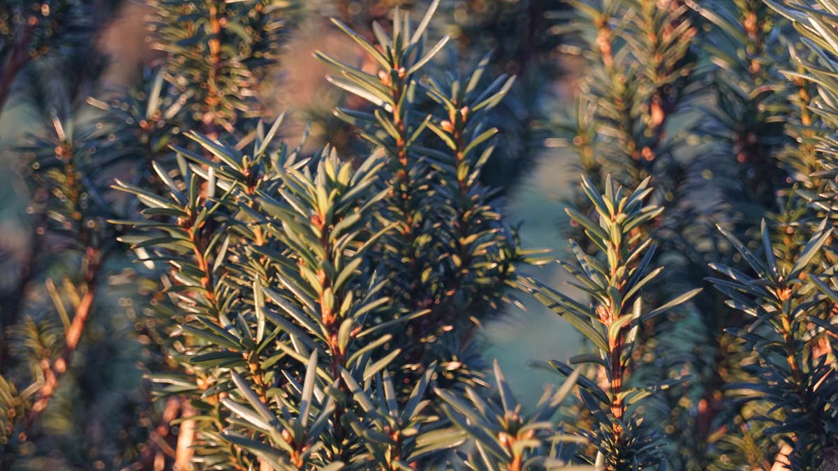 Taxus baccata 'Litfass'