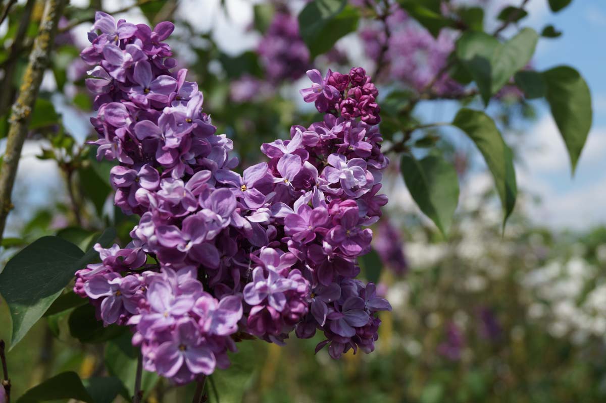 Syringa vulgaris 'Prince Wolkonsky' meerstammig / struik
