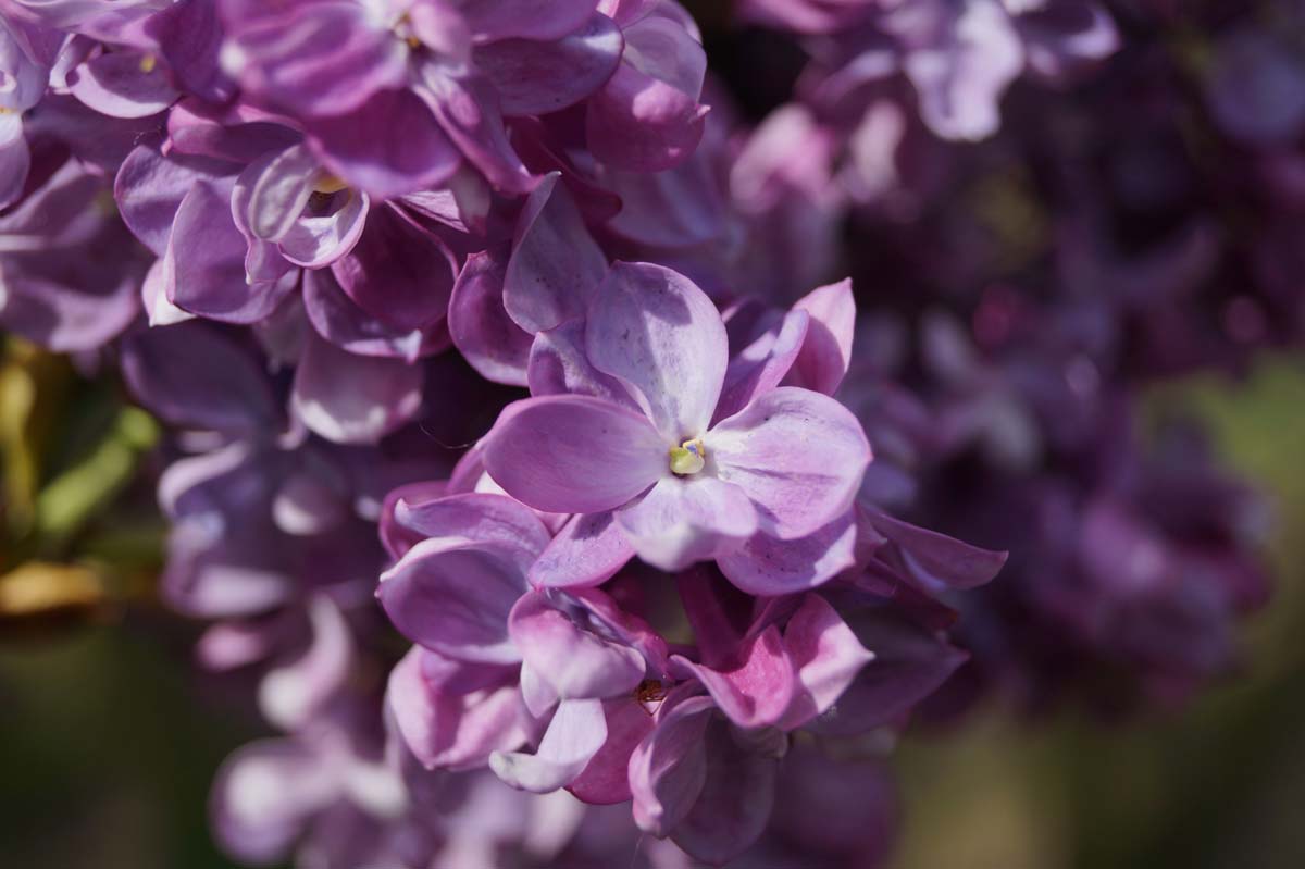 Syringa vulgaris 'Prince Wolkonsky' meerstammig / struik