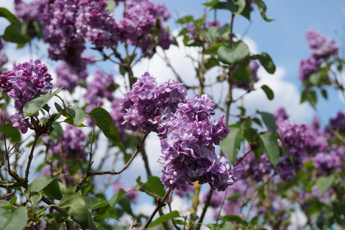 Syringa vulgaris 'Prince Wolkonsky' op stam