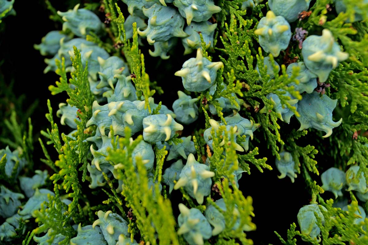 Thuja occidentalis 'Aurea Nana' op stam