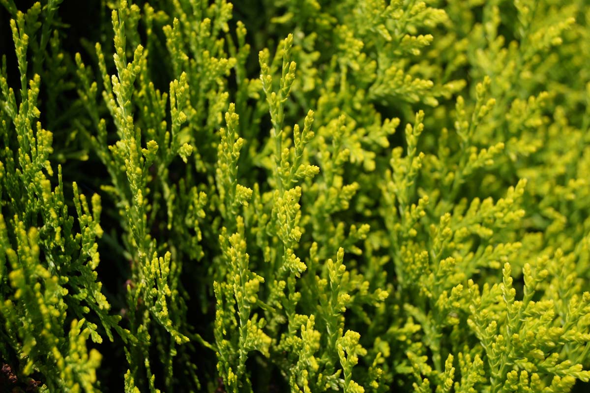 Thuja occidentalis 'Aurea Nana' op stam