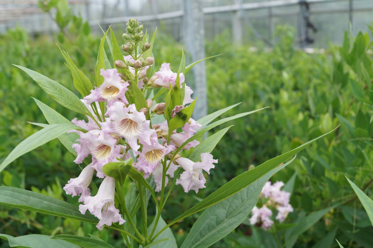 Chitalpa tashkentensis 'Minsum' Tuinplanten bloem