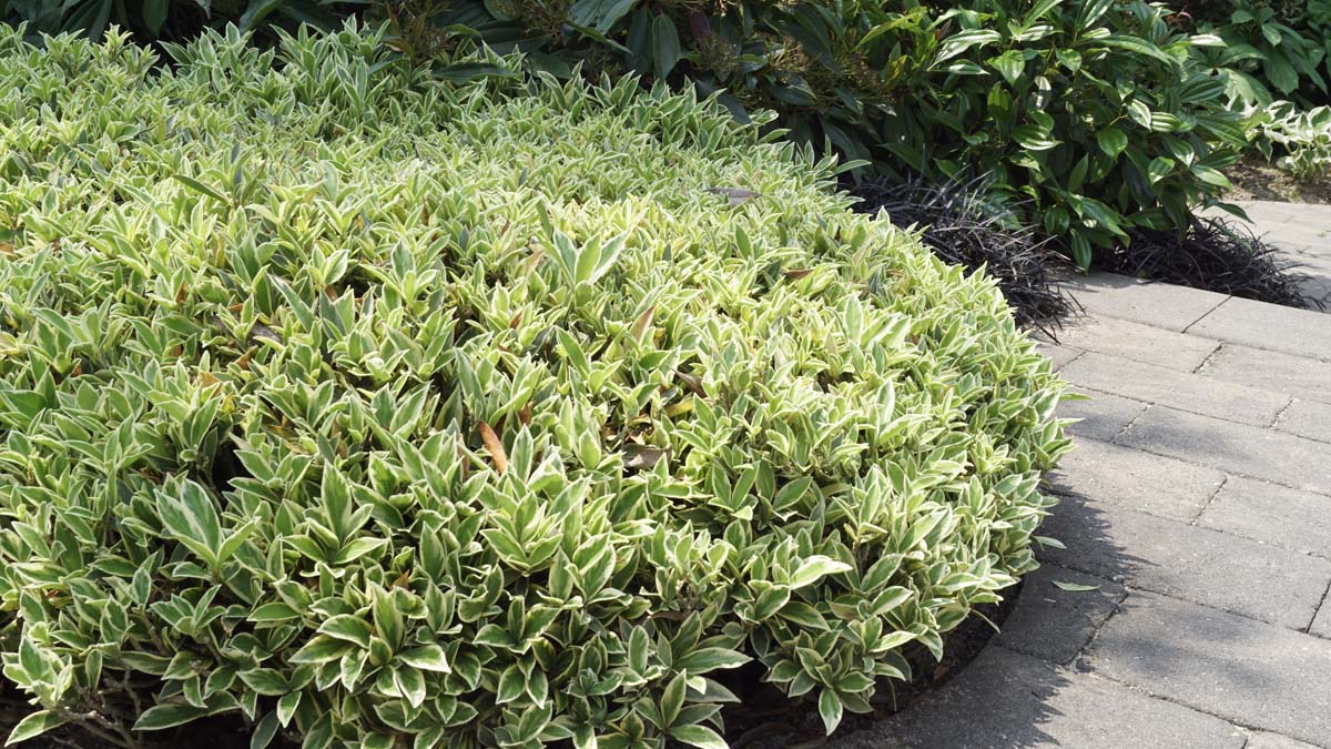 Skimmia japonica 'Magic Marlot'