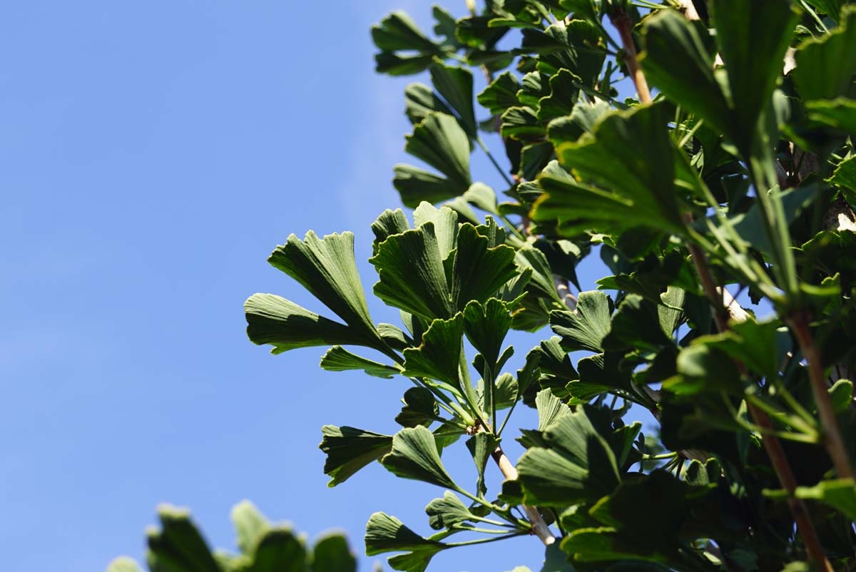 Ginkgo biloba 'Menhir' op stam