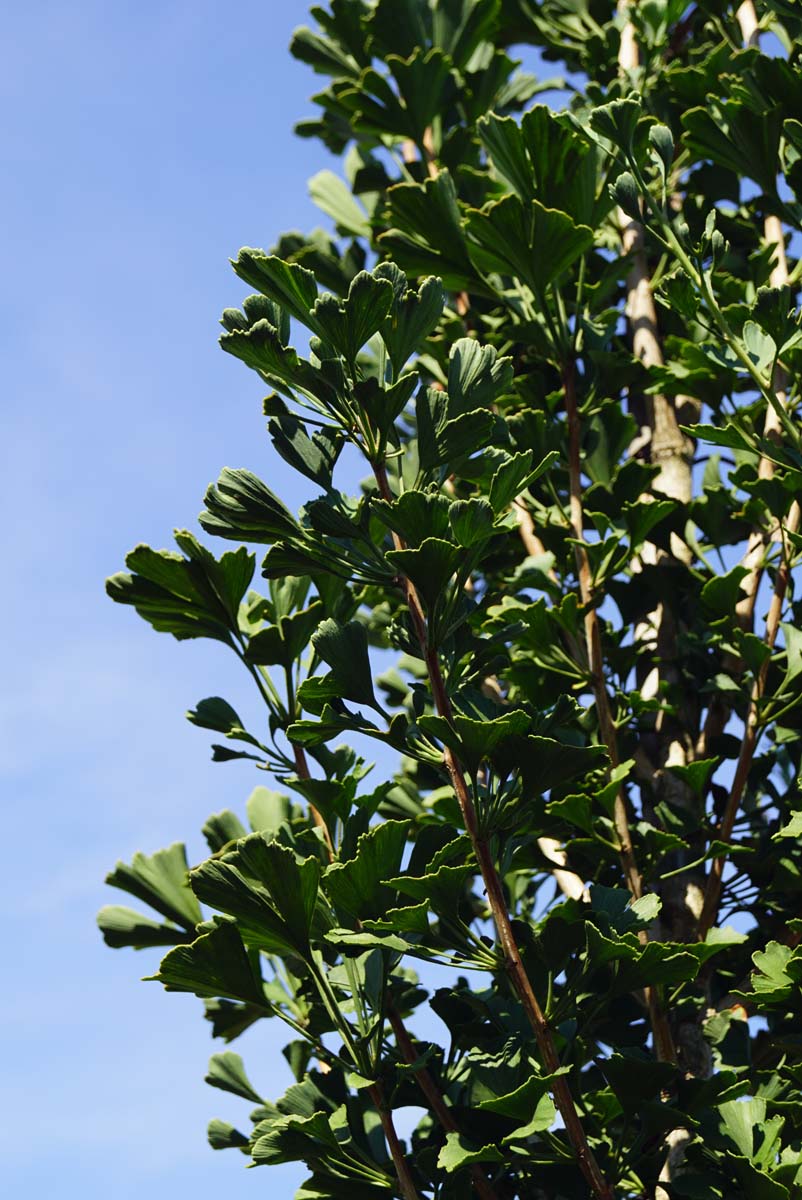 Ginkgo biloba 'Menhir' op stam