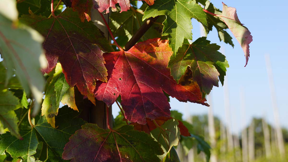 Acer rubrum 'Summer Red' meerstammig / struik blad