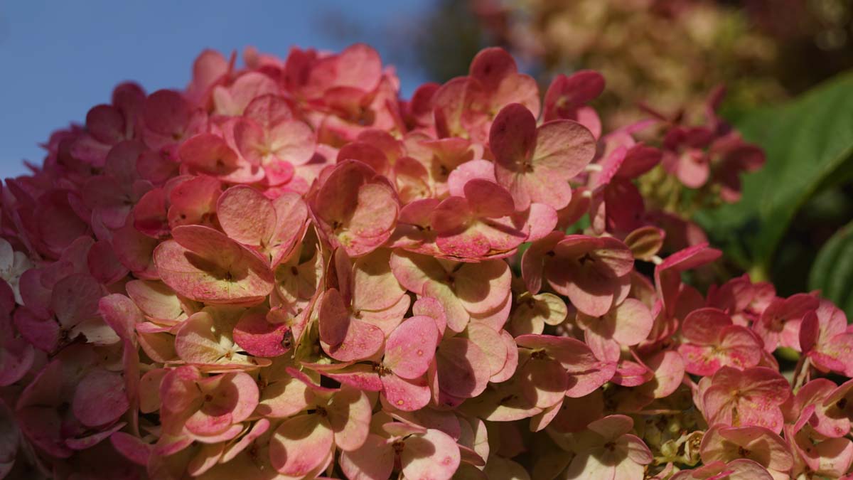 Hydrangea paniculata 'Renhy' op stam bloem