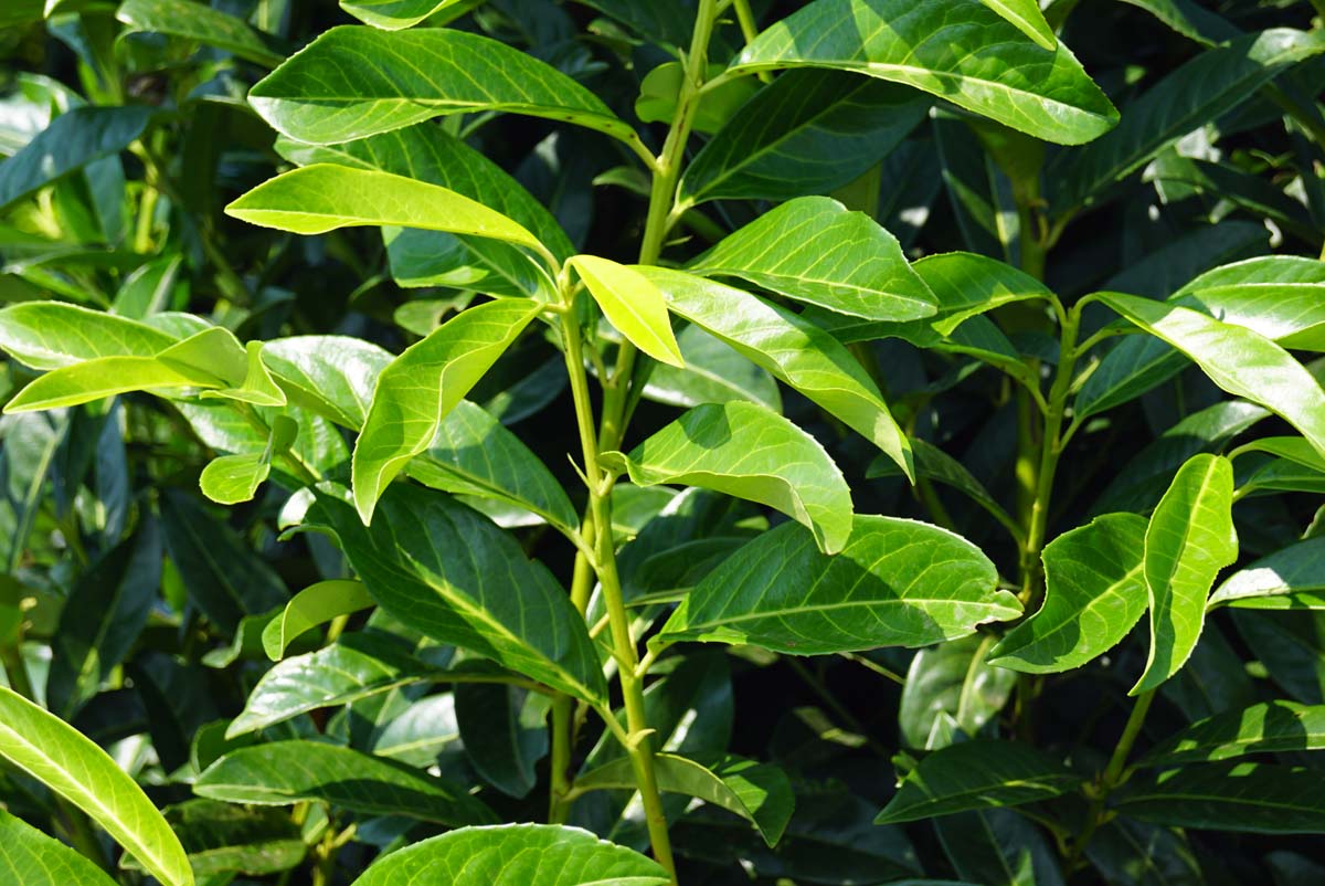 Prunus laurocerasus 'Mariblon' op stam twijg