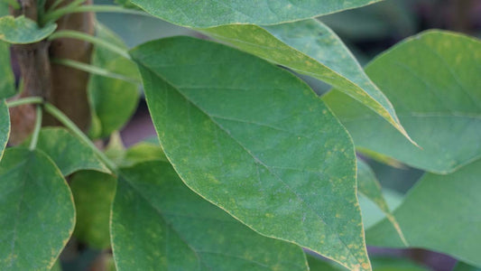 Maclura pomifera 'Cannonball' op stam