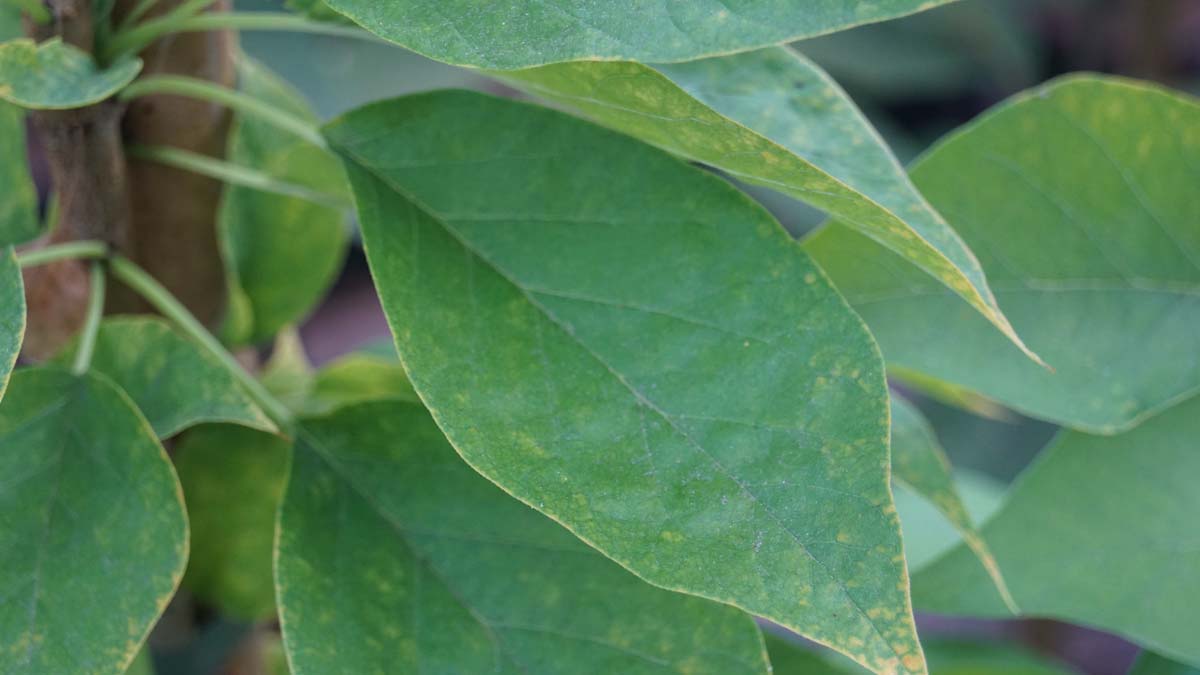 Maclura pomifera 'Cannonball' op stam