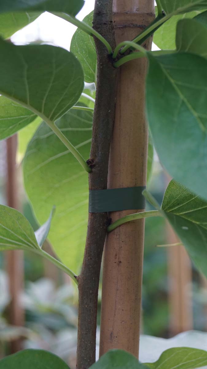 Maclura pomifera 'Cannonball' op stam