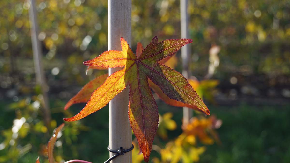 Liquidambar styraciflua 'Simone' op stam