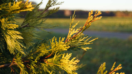 Calocedrus decurrens 'Maupin Glow' Tuinplanten