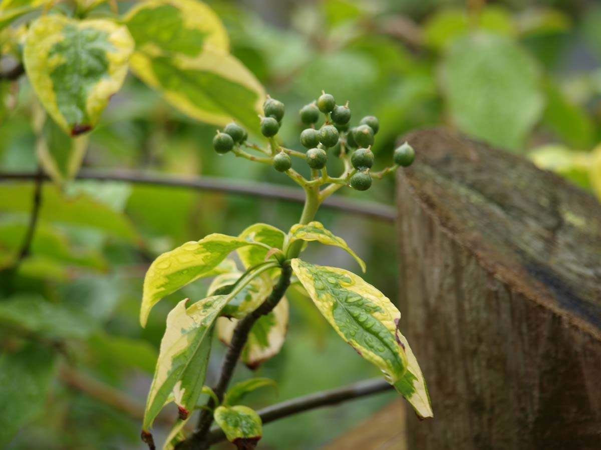 Cornus alternifolia 'Wstackman' meerstammig / struik