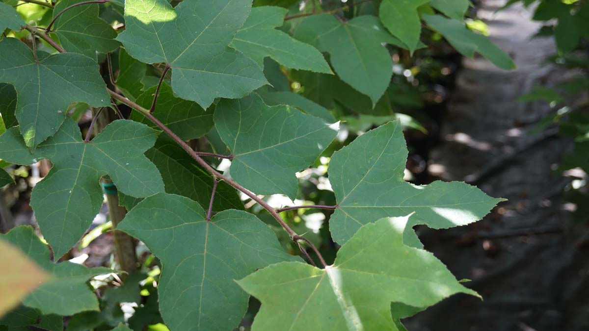 Liquidambar formosana 'Ellen' op stam